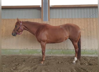 American Quarter Horse, Klacz, 8 lat, 155 cm, Ciemnokasztanowata