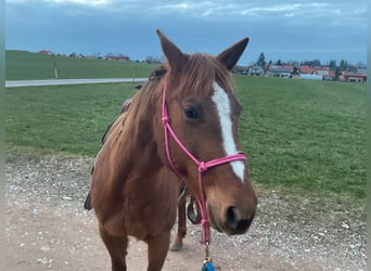 American Quarter Horse, Klacz, 8 lat, 155 cm, Ciemnokasztanowata