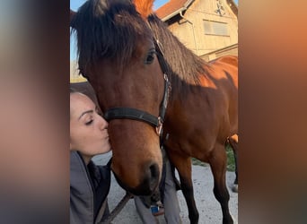 American Quarter Horse Mix, Klacz, 8 lat, 155 cm, Gniada