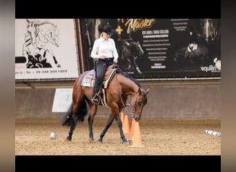 American Quarter Horse, Klacz, 8 lat, 155 cm, Gniada