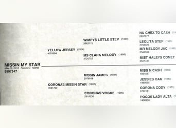 American Quarter Horse, Klacz, 8 lat, 155 cm, Izabelowata