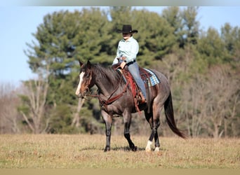 American Quarter Horse, Klacz, 8 lat, 155 cm, Karodereszowata