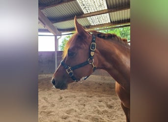 American Quarter Horse, Klacz, 8 lat, 155 cm, Kasztanowata