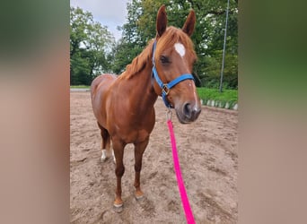 American Quarter Horse, Klacz, 8 lat, 155 cm, Kasztanowata