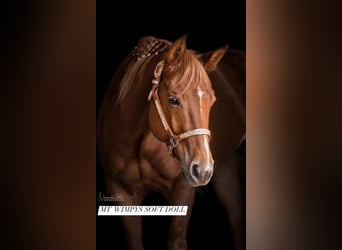 American Quarter Horse, Klacz, 8 lat, 155 cm, Kasztanowata