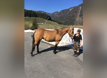 American Quarter Horse, Klacz, 8 lat, 155 cm