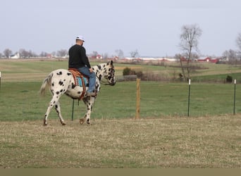 American Quarter Horse, Klacz, 8 lat, 155 cm, Tarantowata