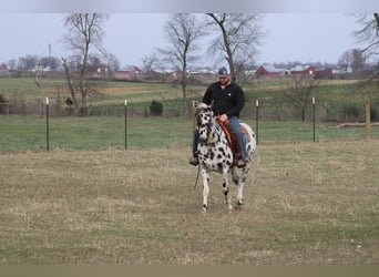 American Quarter Horse, Klacz, 8 lat, 155 cm, Tarantowata