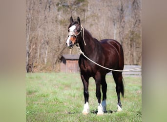 American Quarter Horse, Klacz, 8 lat, 157 cm, Gniada
