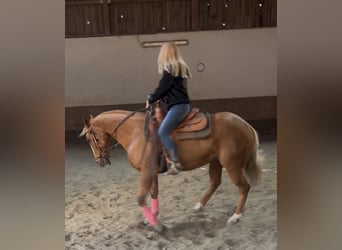 American Quarter Horse, Klacz, 8 lat, 157 cm, Izabelowata