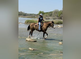 American Quarter Horse, Klacz, 8 lat, 157 cm, Jelenia
