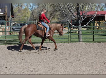 American Quarter Horse, Klacz, 8 lat, 157 cm, Kasztanowatodereszowata