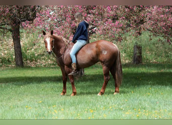 American Quarter Horse, Klacz, 8 lat, 157 cm, Kasztanowatodereszowata