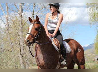 American Quarter Horse, Klacz, 8 lat, 157 cm, Kasztanowatodereszowata