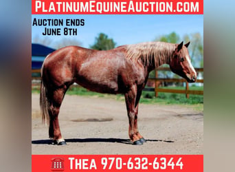 American Quarter Horse, Klacz, 8 lat, 157 cm, Kasztanowatodereszowata