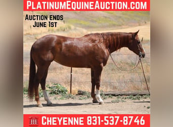 American Quarter Horse, Klacz, 8 lat, 160 cm, Ciemnokasztanowata