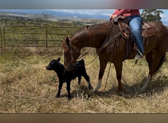 American Quarter Horse, Klacz, 8 lat, 160 cm, Ciemnokasztanowata
