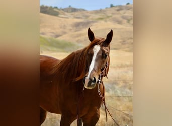 American Quarter Horse, Klacz, 8 lat, 160 cm, Ciemnokasztanowata