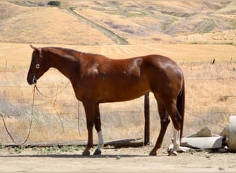 American Quarter Horse, Klacz, 8 lat, 160 cm, Ciemnokasztanowata