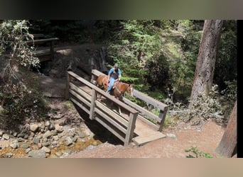 American Quarter Horse, Klacz, 8 lat, 160 cm, Ciemnokasztanowata