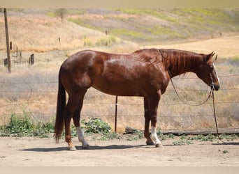 American Quarter Horse, Klacz, 8 lat, 160 cm, Ciemnokasztanowata