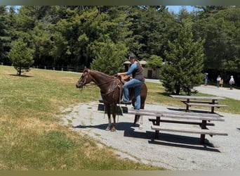 American Quarter Horse, Klacz, 8 lat, 160 cm, Ciemnokasztanowata