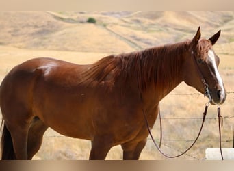 American Quarter Horse, Klacz, 8 lat, 160 cm, Ciemnokasztanowata