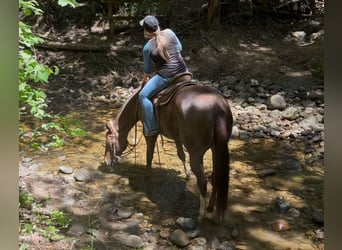 American Quarter Horse, Klacz, 8 lat, 160 cm, Ciemnokasztanowata