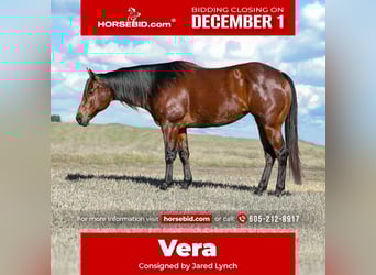 American Quarter Horse, Klacz, 8 lat, 160 cm, Gniada