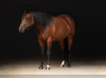 American Quarter Horse, Klacz, 8 lat, 160 cm, Gniada