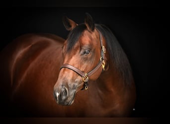 American Quarter Horse, Klacz, 8 lat, 160 cm, Gniada