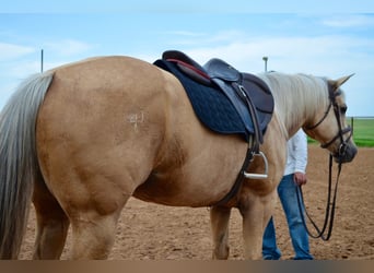 American Quarter Horse, Klacz, 8 lat, 160 cm, Izabelowata