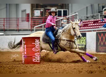 American Quarter Horse, Klacz, 8 lat, 160 cm, Izabelowata