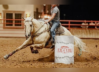 American Quarter Horse, Klacz, 8 lat, 160 cm, Izabelowata