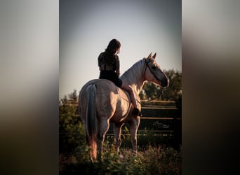 American Quarter Horse, Klacz, 8 lat, 160 cm, Izabelowata