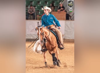 American Quarter Horse, Klacz, 8 lat, 160 cm, Izabelowata