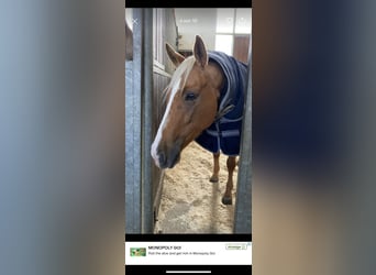 American Quarter Horse, Klacz, 8 lat, 160 cm, Izabelowata