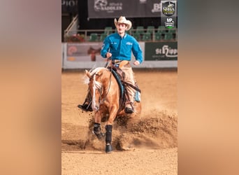 American Quarter Horse, Klacz, 8 lat, 160 cm, Izabelowata