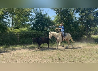 American Quarter Horse, Klacz, 8 lat, 160 cm, Izabelowata