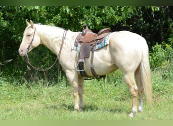American Quarter Horse, Klacz, 8 lat, 160 cm, Izabelowata