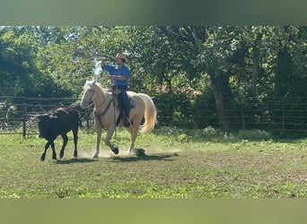 American Quarter Horse, Klacz, 8 lat, 160 cm, Izabelowata
