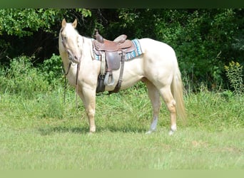 American Quarter Horse, Klacz, 8 lat, 160 cm, Izabelowata