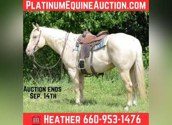 American Quarter Horse, Klacz, 8 lat, 160 cm, Izabelowata