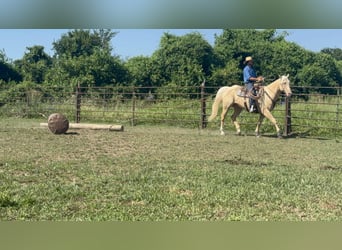 American Quarter Horse, Klacz, 8 lat, 160 cm, Izabelowata