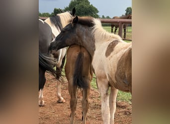 American Quarter Horse, Klacz, 8 lat, 163 cm, Izabelowata