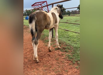 American Quarter Horse, Klacz, 8 lat, 163 cm, Izabelowata