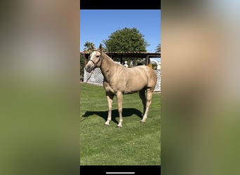American Quarter Horse, Klacz, 8 lat, 163 cm, Izabelowata