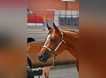 American Quarter Horse, Klacz, 8 lat, 163 cm, Kasztanowata