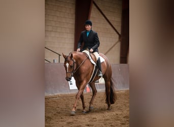 American Quarter Horse, Klacz, 8 lat, 163 cm, Kasztanowata