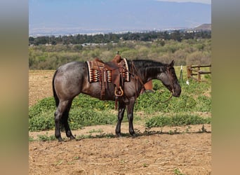 American Quarter Horse, Klacz, 8 lat, 168 cm, Karodereszowata